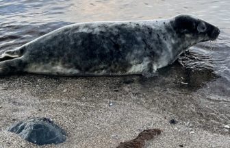 Scottish SPCA urge public to ‘be mindful’ of seals amid influx of cases over winter at rescue centres