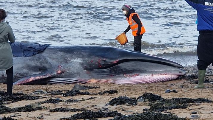 The whale died after a two-hour rescue operation.