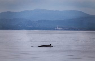 Minke whale named Snowy sets record for European sightings with nearly 30 years of Hebridean visits