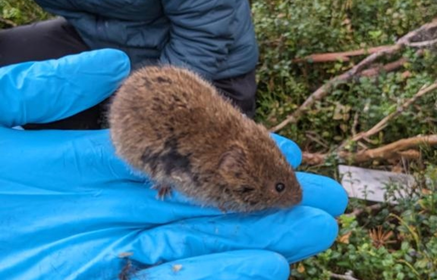 Voles have a huge influence on the system as the main food of predators of rare species like capercaillie. 
