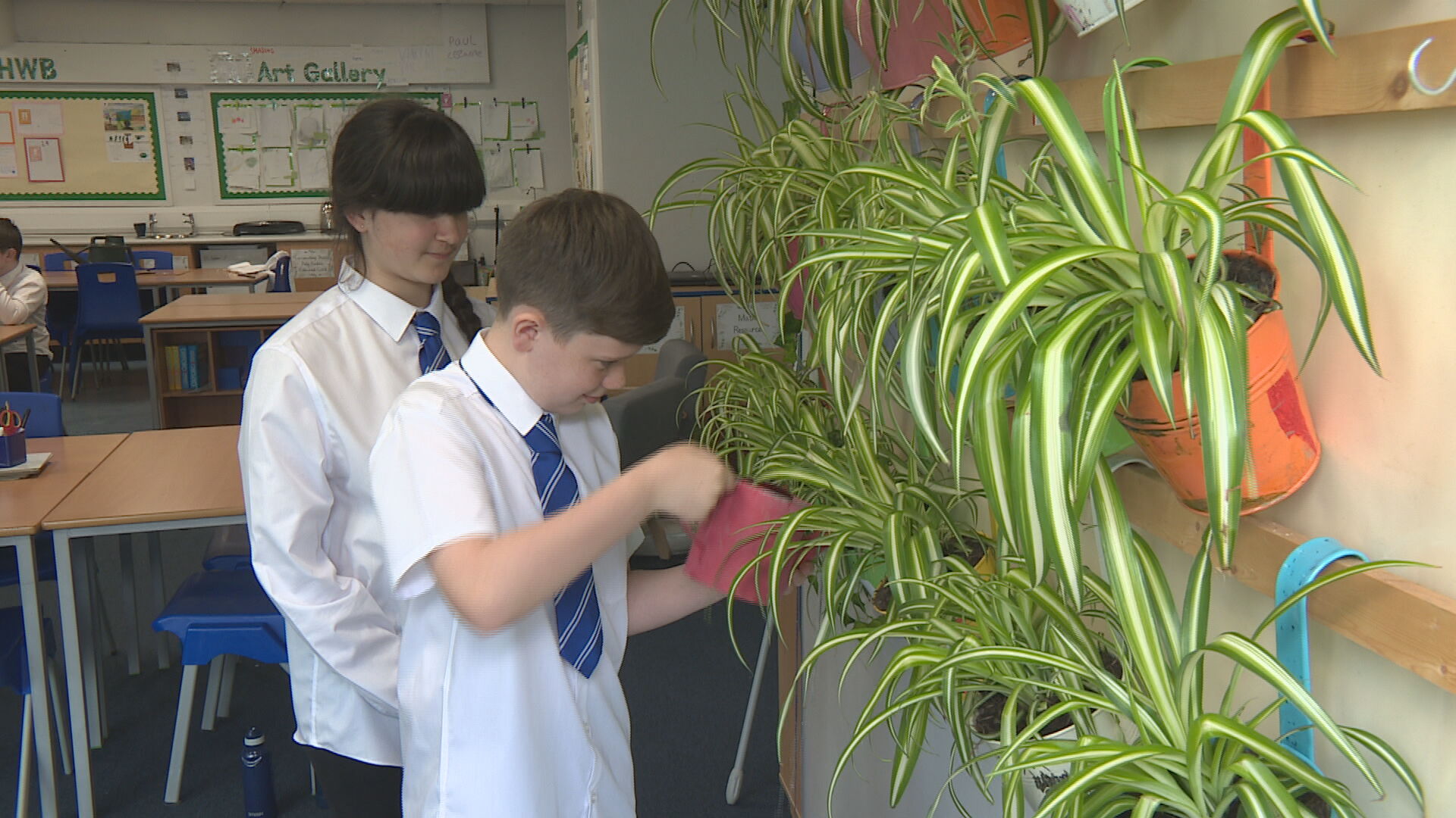 The pupils decided to get spider plants in their classroom to bring down the CO2 levels.