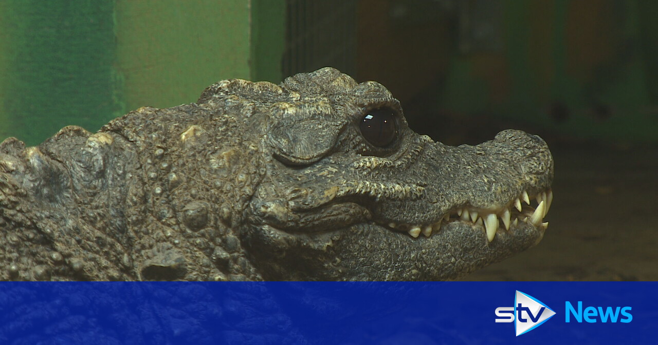 West Lothian pupils compare classroom conditions to crocodile enclosure
