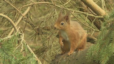 Highland grey squirrel sightings cause for concern say conservationists