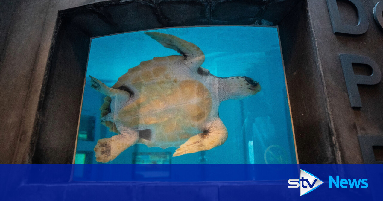 Turtle returned to wild almost two years after being found on Scottish ...