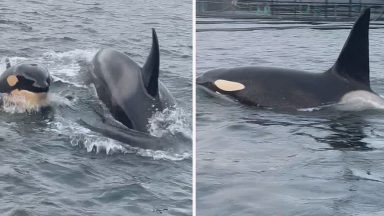 Watch moment pod of orcas chase seal through Scottish salmon farm
