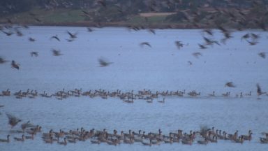 Geese land in their droves as part of annual migration