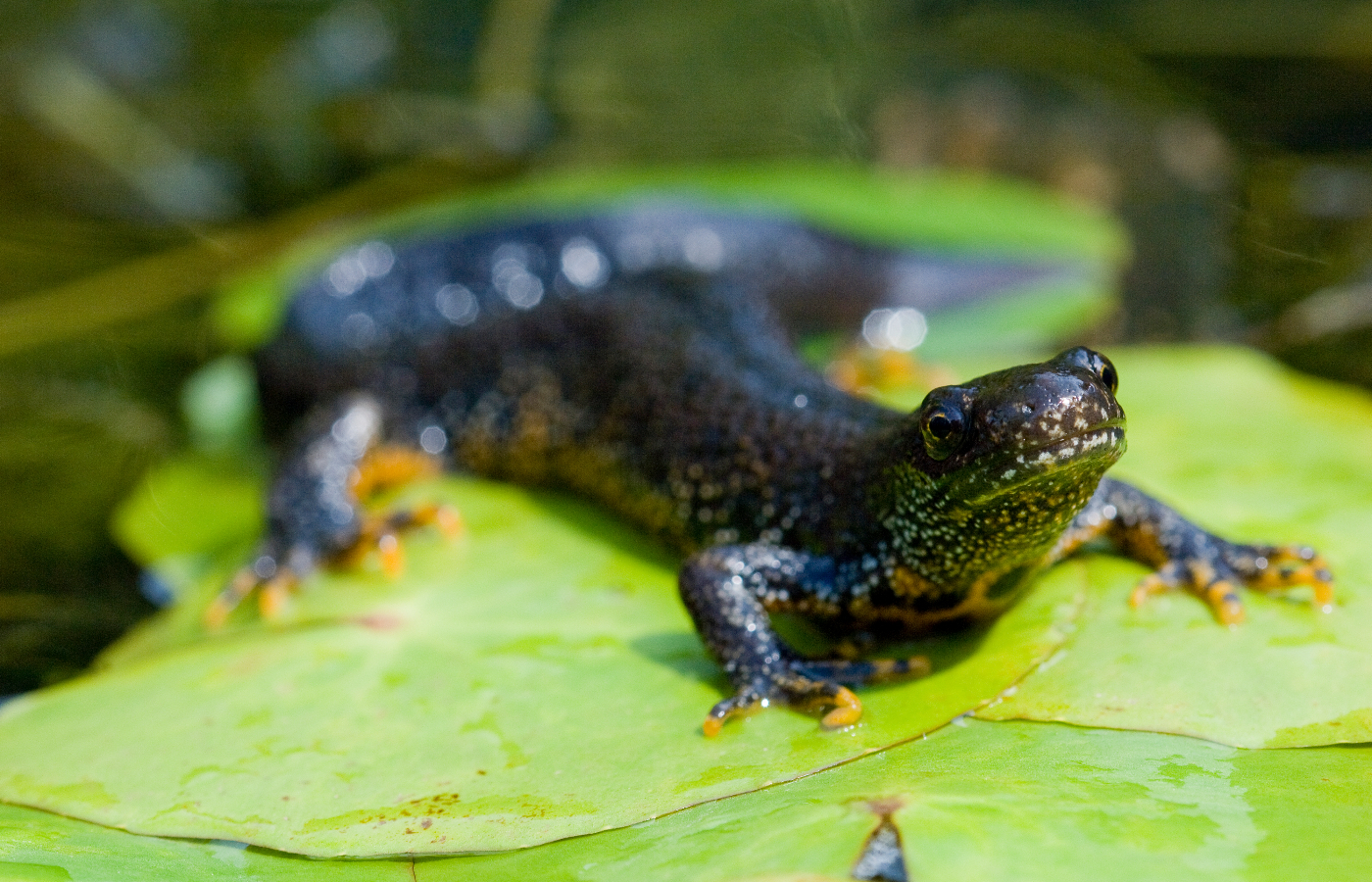 Great crested newts are endangered.