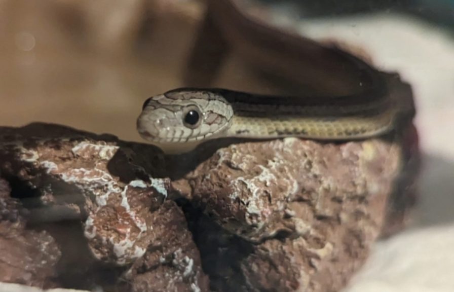 Pet Corn Snake Reunited With Glasgow Owner After Living In Wild For A ...