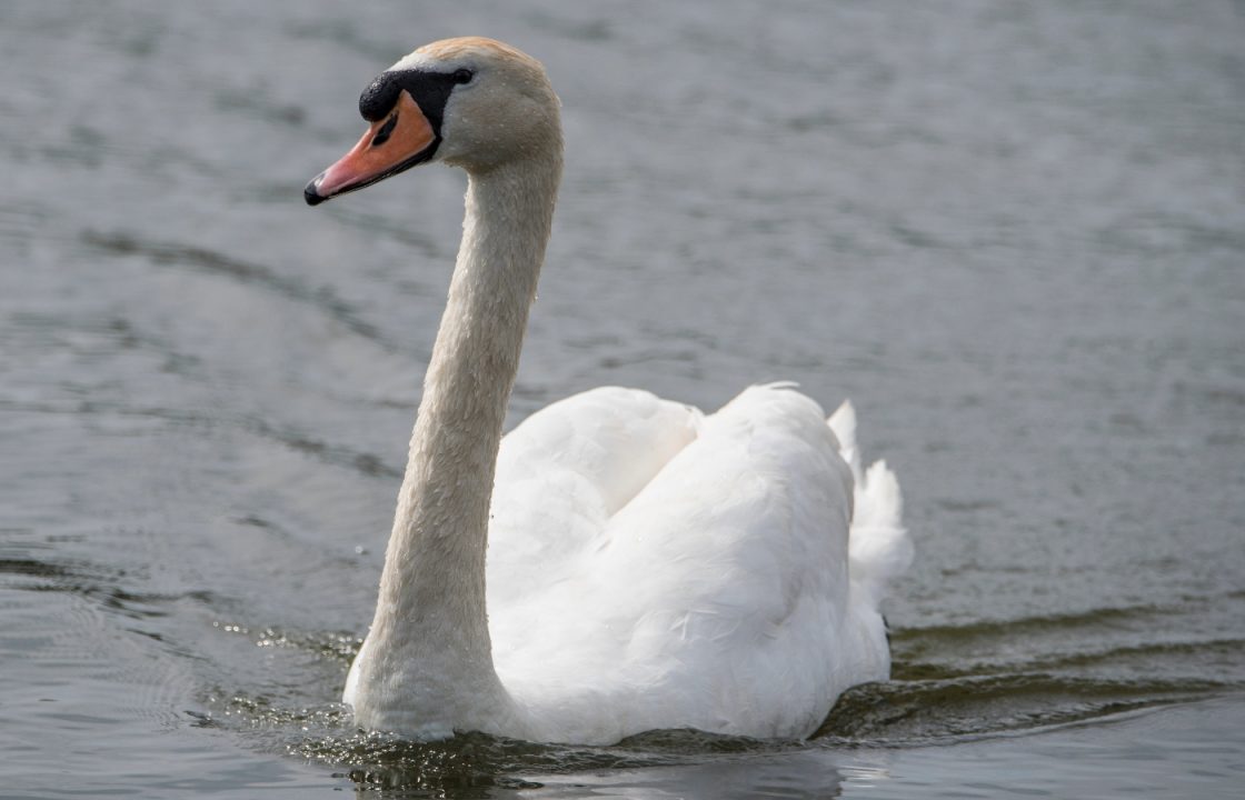 Two swans killed in dog attack at John Muir Country Park in Dunbar