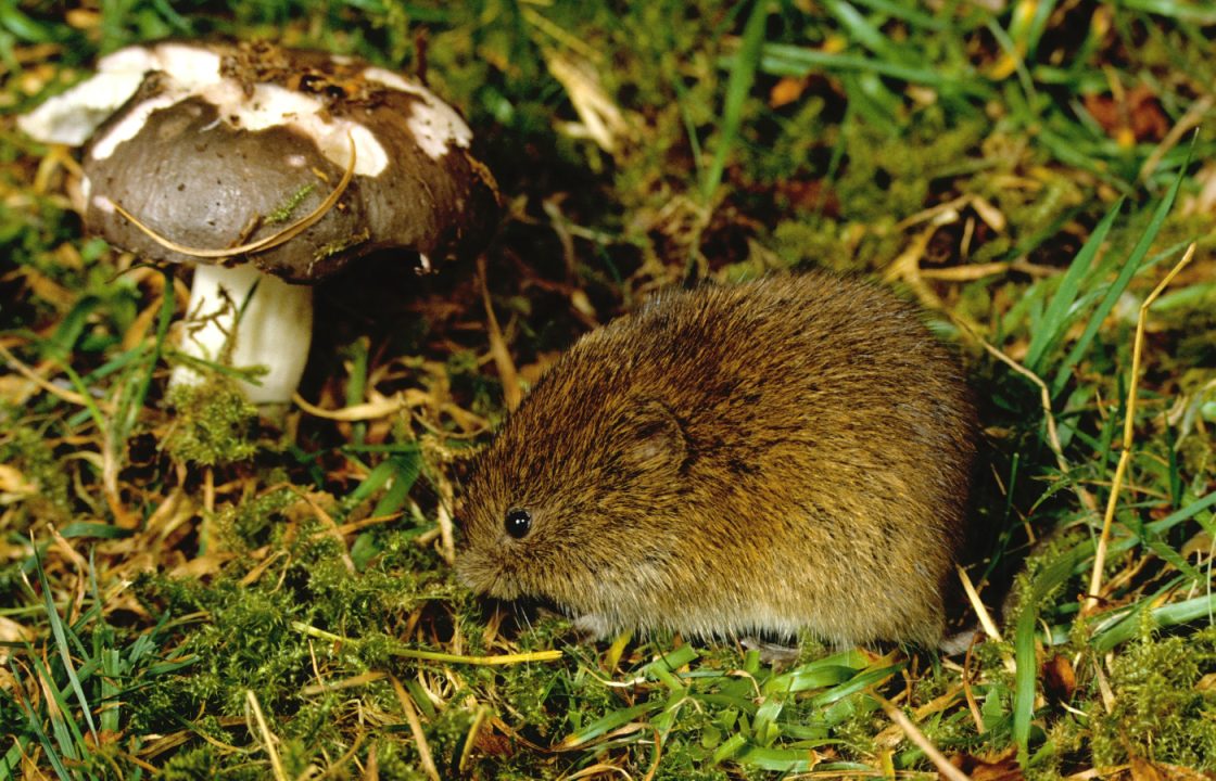 Vole survey to cover 60,000 hectares of Cairngorms national park to protect Scotland’s endangered birds