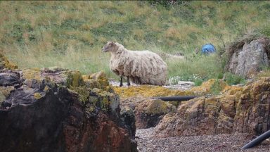 Sheep stuck on Highland cliff for two years rescued