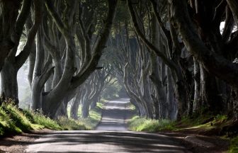 Several Dark Hedges trees made famous by Game Of Thrones to be cut down