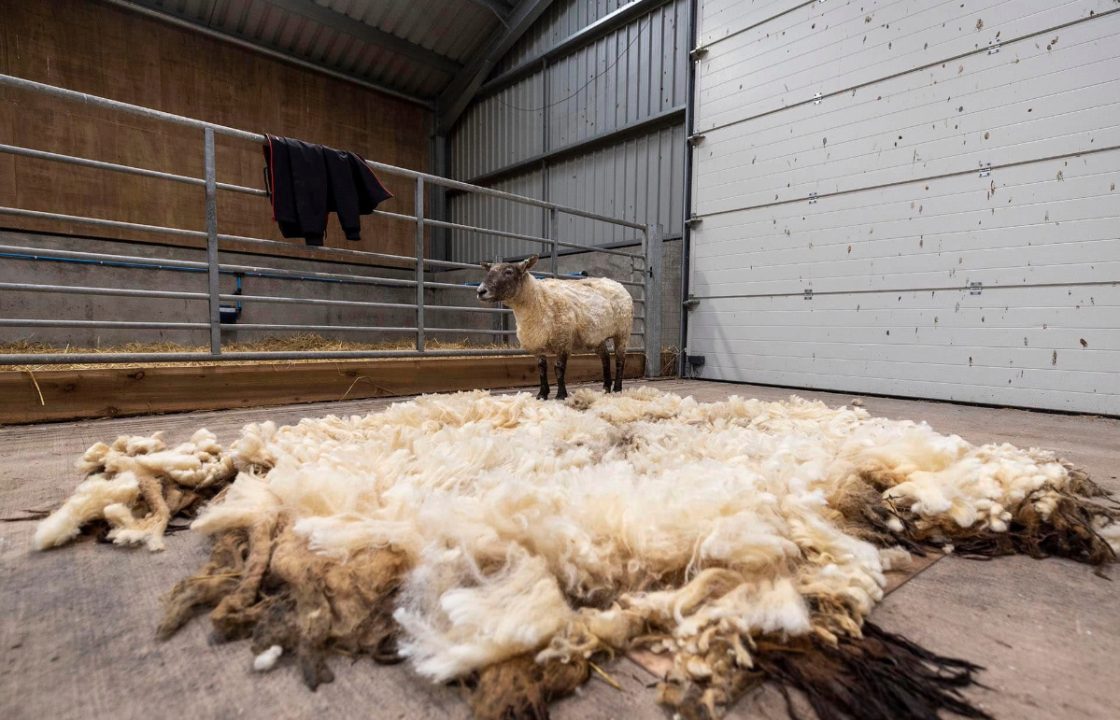 Protesters apologise as overgrown fleece of Britain’s loneliest sheep to be auctioned off for charity