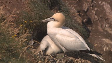 Key gannet colonies hit by bird flu could take two decades to recover, study finds