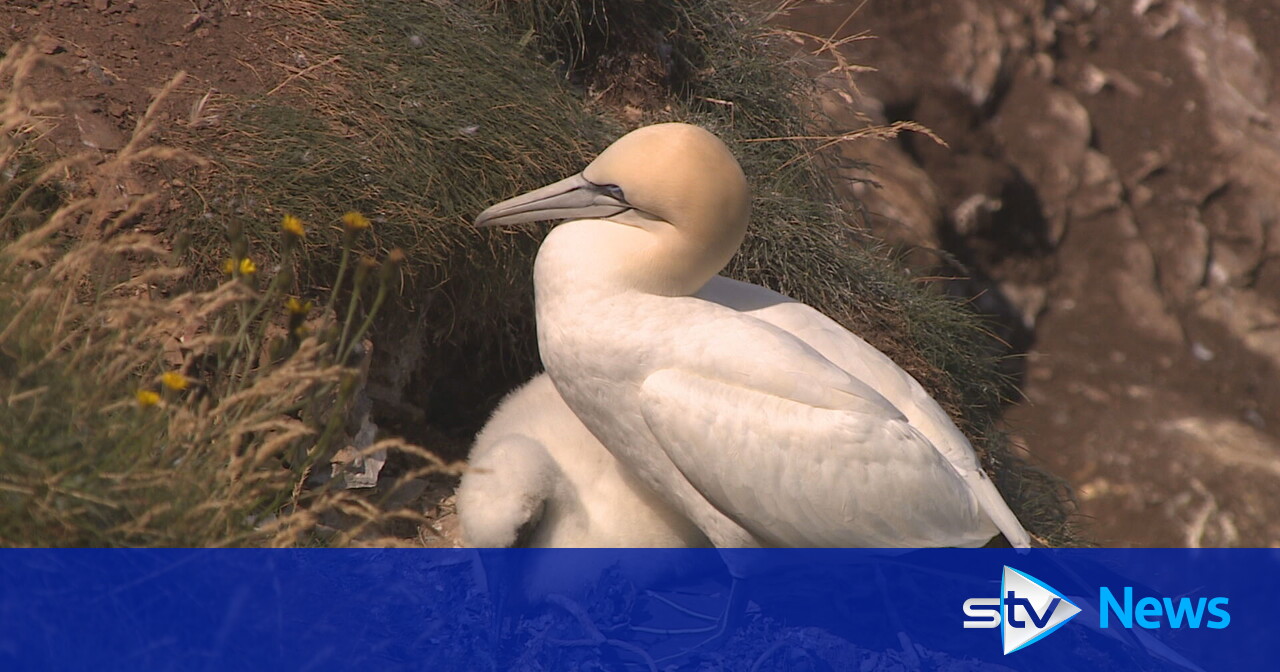 Key gannet colonies hit by bird flu could take two decades to recover, study finds