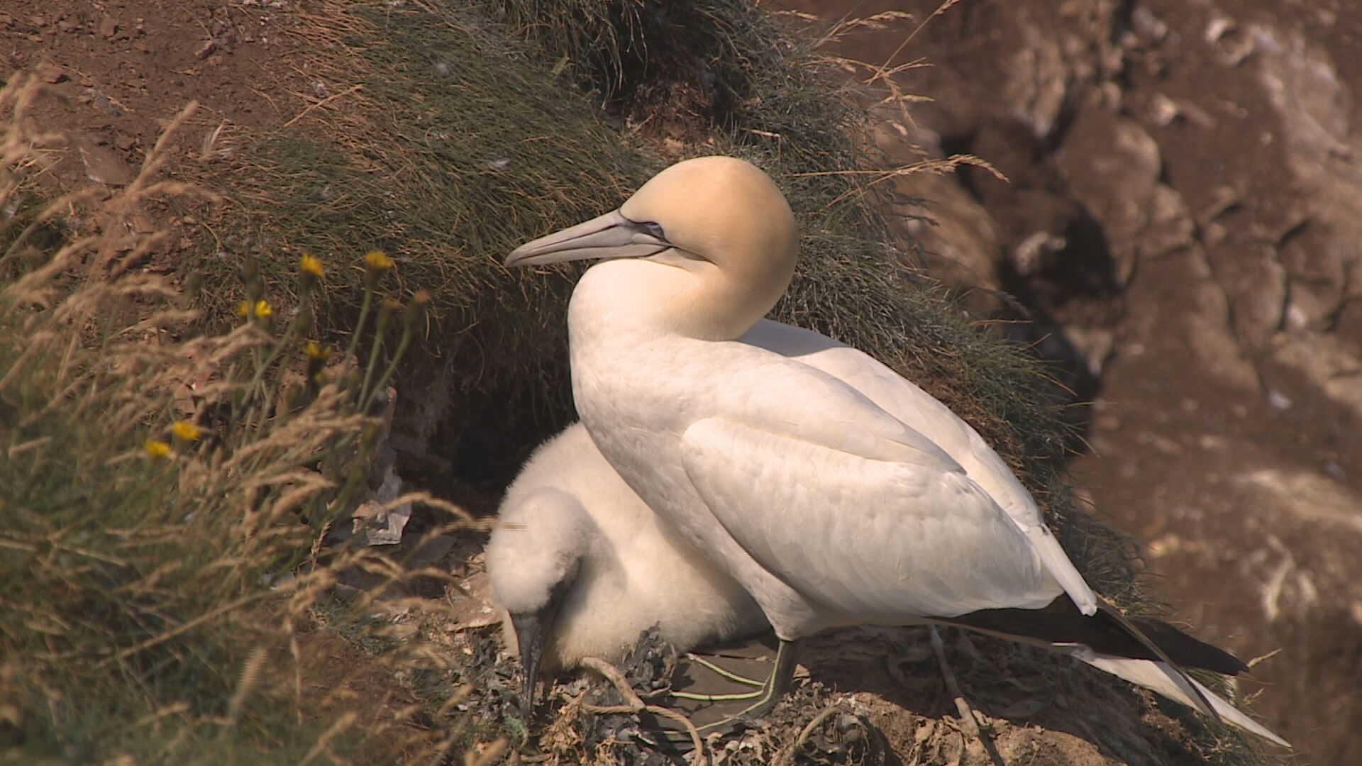 Northern gannet