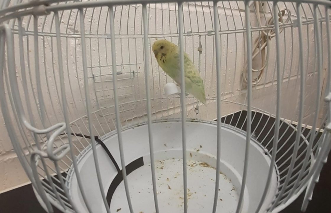 Two budgies found abandoned in cage by charity clothing bank in Bonnyrigg, Midlothian