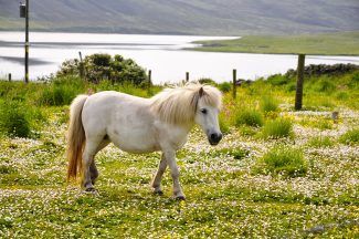 Balmoral Highland Pony breeding programme to be moved to England by Royal Family
