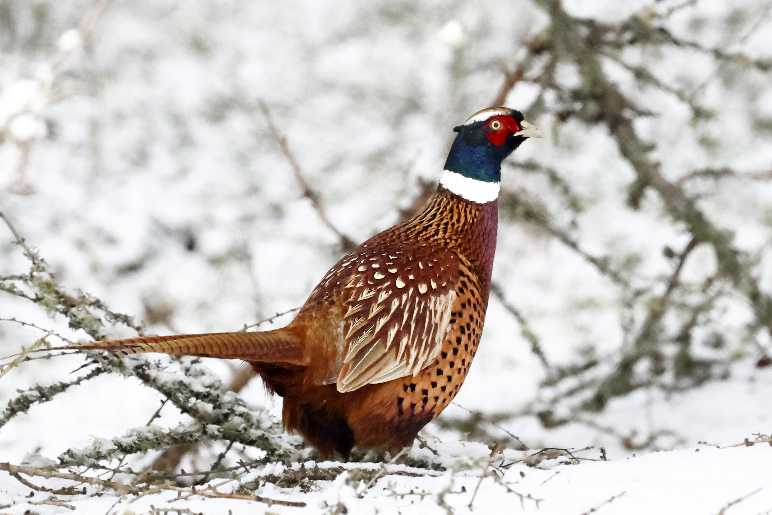 A pheasant is seen on the A939 between Corgarff and the Lecht.