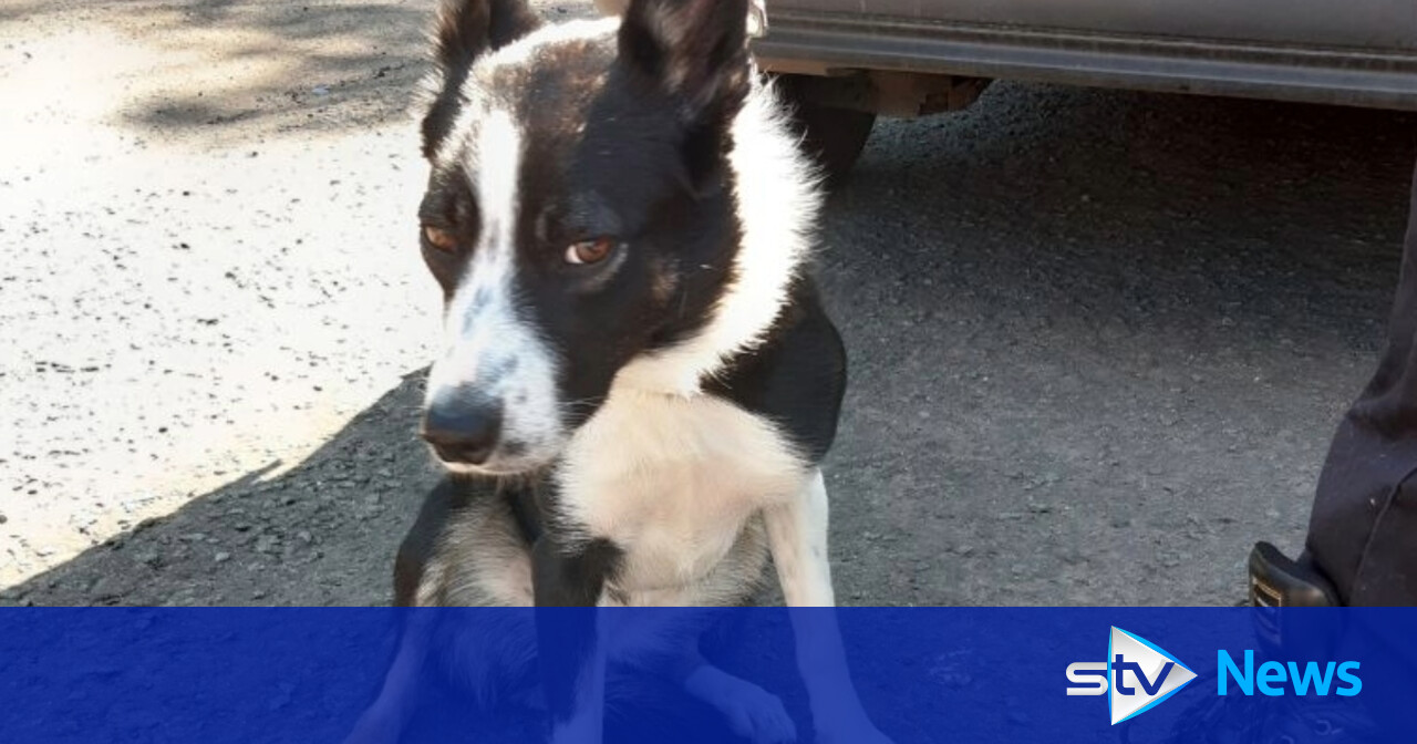 Blackcraigs woman sentenced to twoyear pet ban after being seen
