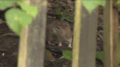 Call for action as Glasgow’s rat population a ‘health hazard’