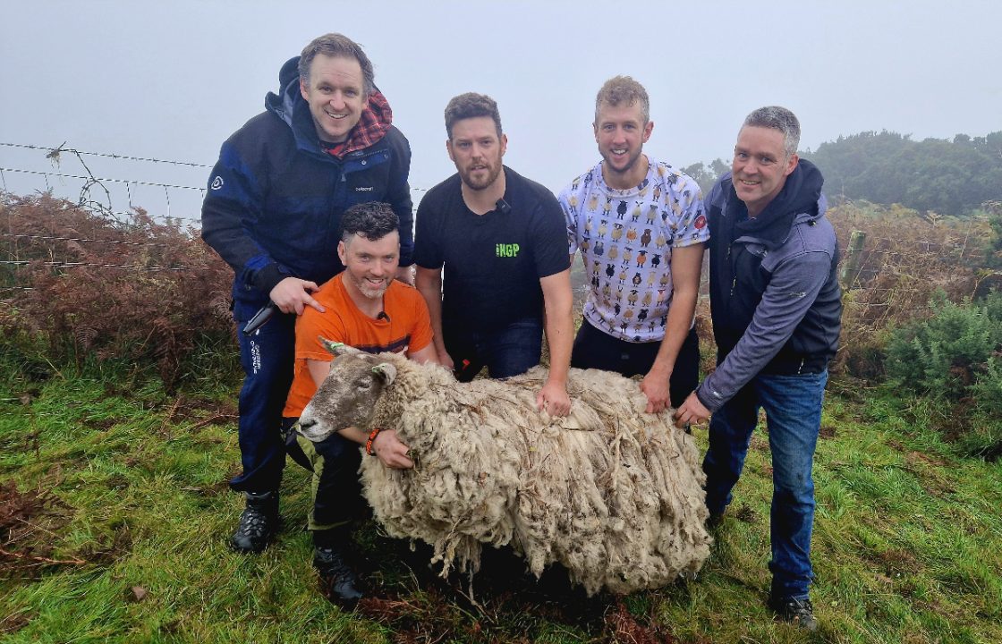 ‘Britain’s loneliest sheep’ rescued after two years stranded on remote cliffs