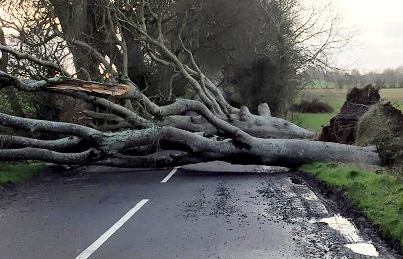 A number of the trees have been blown down by storms in recent years (Darren McNaughton/PA)
