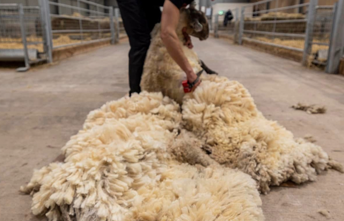 Her coat was sent to an 'expert' knitter. 