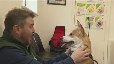 Animal shelter sees 236% rise in number of pets being handed in