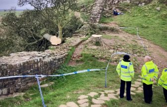 Two men charged over felling of Sycamore Gap tree next to Hadrian’s Wall