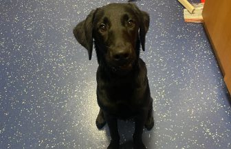 Police launch appeal after black Labrador found wandering near Bishopbriggs leisure centre