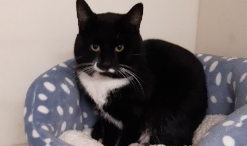 Cat found inside sofa at West Lothian waste depot reunited with family following Scottish SPCA appeal