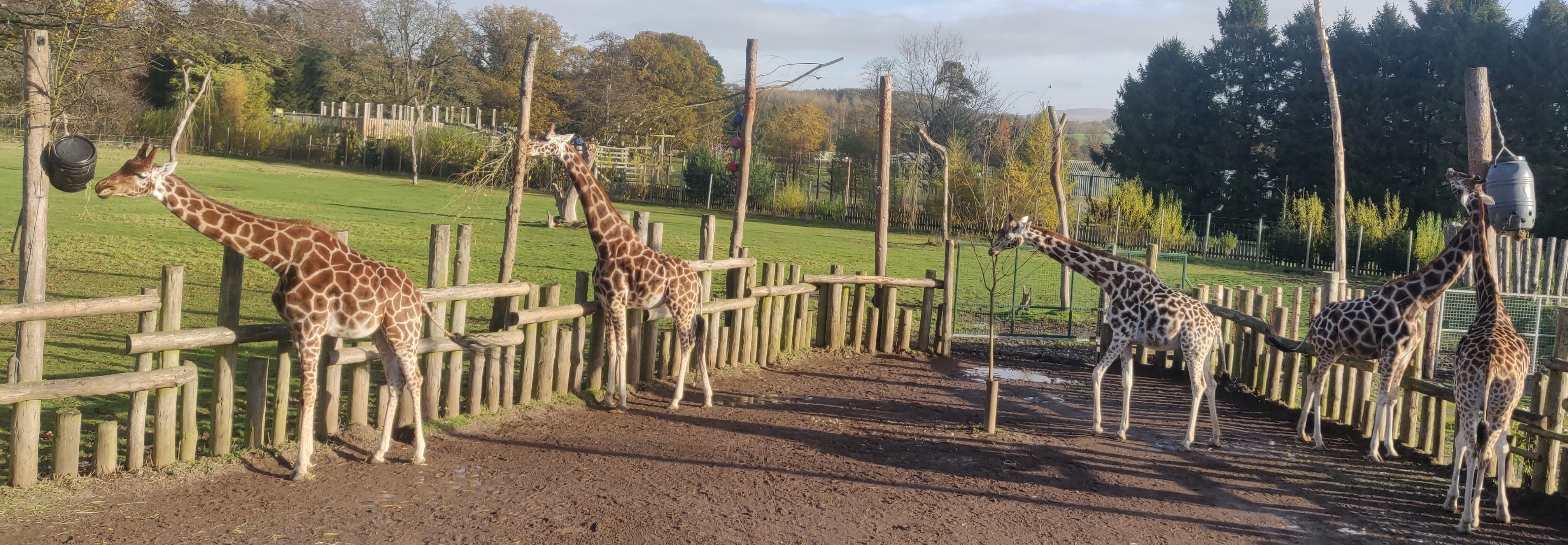 The giraffes at Blair Drummond.