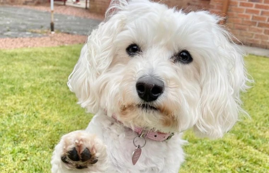 Family left heartbroken after beloved pet dog dies after being struck by van while fleeing fireworks