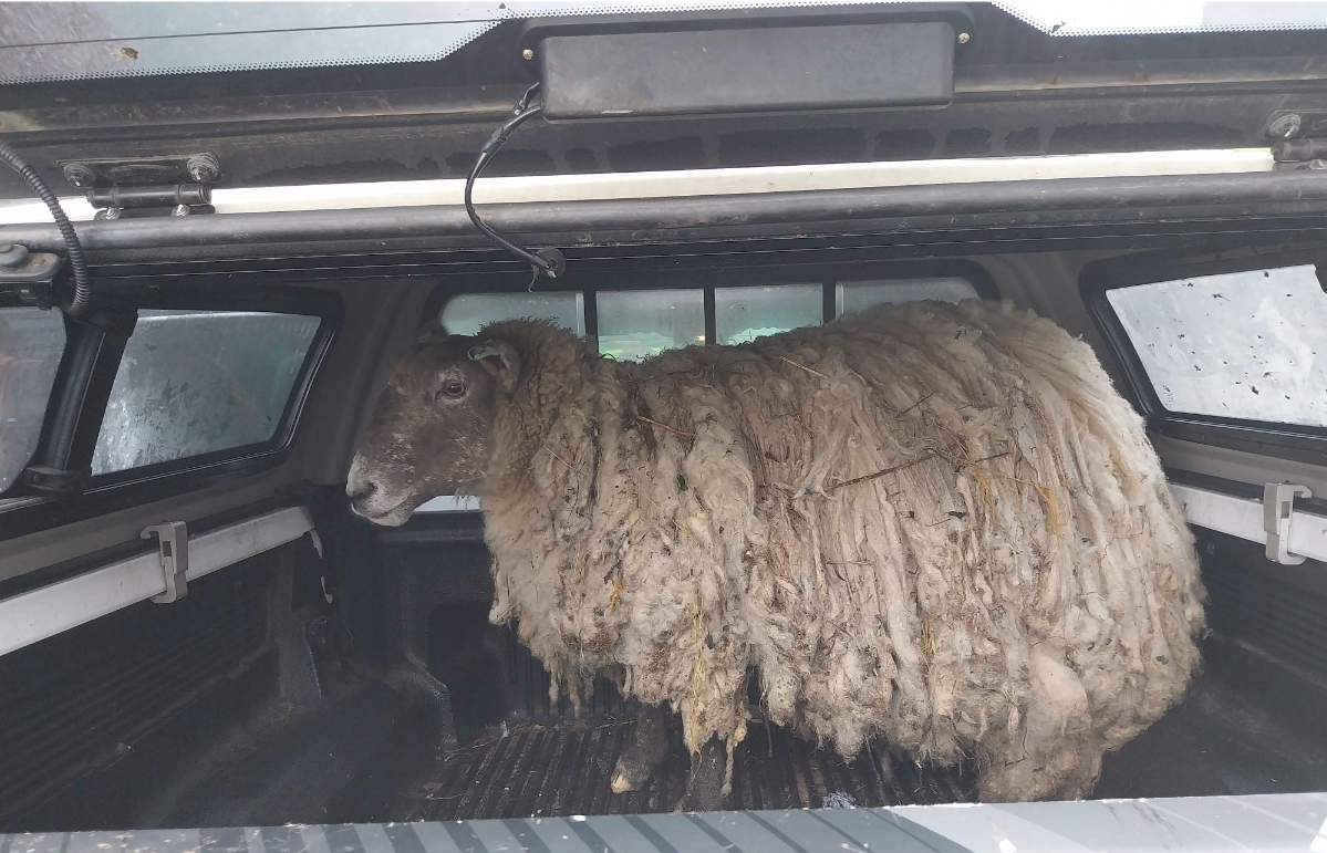 Rescued sheep.