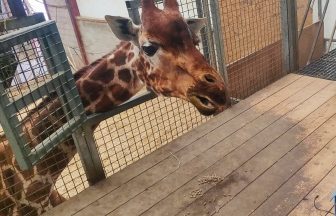 World’s first interactive enrichment system for giraffes made in Scotland