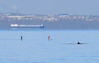 Paddle boarders experience close encounter with rare sei whale in the Forth near Portobello beach