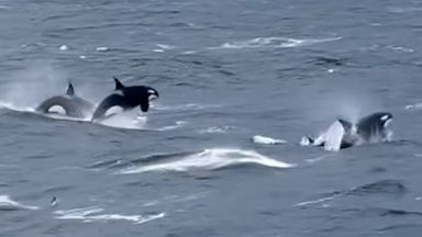 Watch: Incredible moment skipper spots ‘huge’ pod of killer whales swimming alongside boat off Shetland