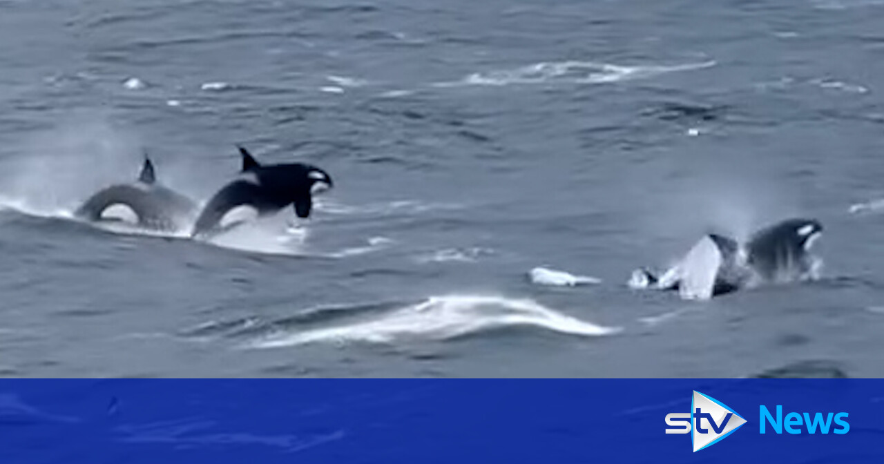 Watch: Incredible moment skipper spots 'huge' pod of killer whales ...