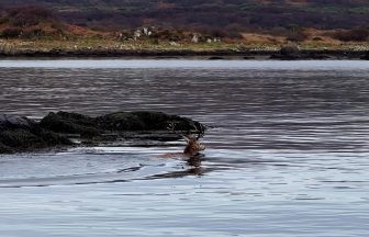 Red deer stag takes a dip as he goes swimming off Scottish Isle of Islay coast
