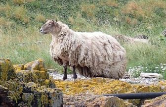 ‘Complex rescue’ of ‘Britain’s loneliest sheep’ on Brora raises concerns