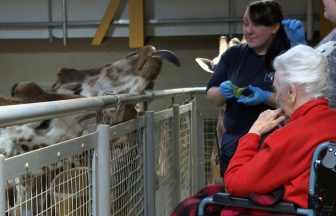 104-year-old woman fulfils lifelong dream to feed giraffes at Edinburgh Zoo