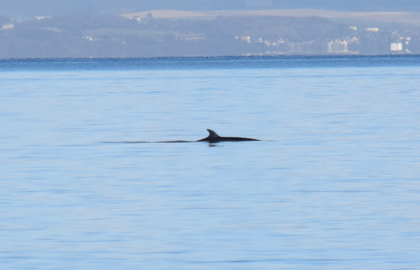 Sei whale at Portobello