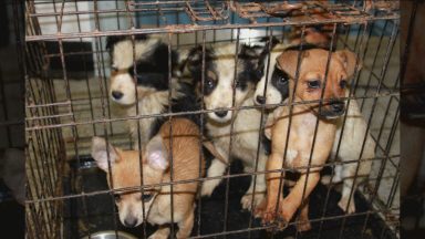 Warning against buying from illegal online puppy sellers