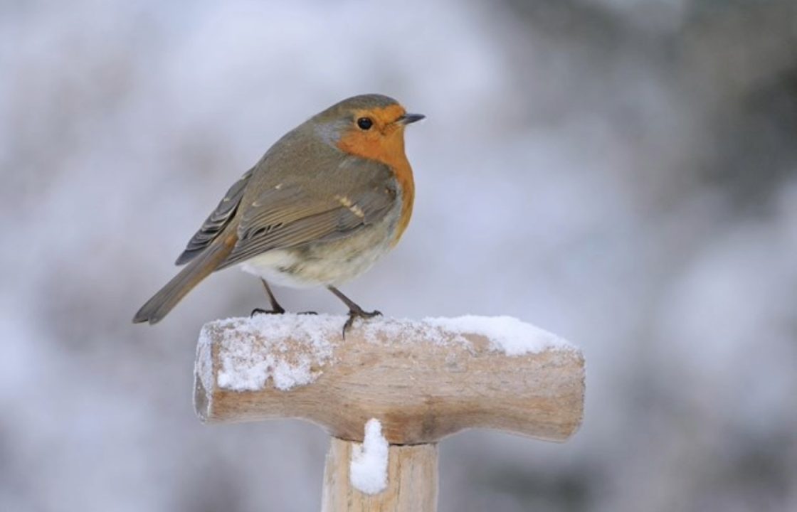 Top ten birds to spot during winter walks over the festive season from robins to pink-footed geese