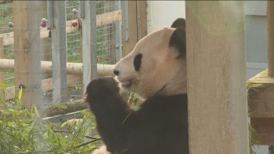 Giant pandas depart Edinburgh zoo to return to China