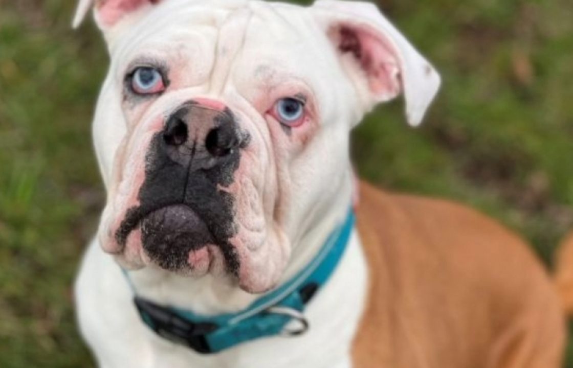 Hunt for new owner in time for Christmas for deaf dog learning sign language in Dundee