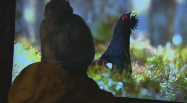 Scotland’s most endangered bird can be seen up close for the first time in new virtual project
