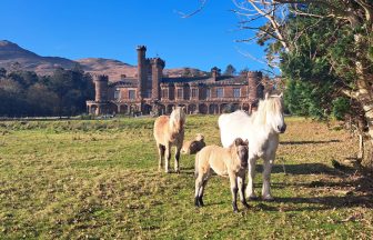 Highland pony foals arrive on Rum as rare breed settle in at National Reserve