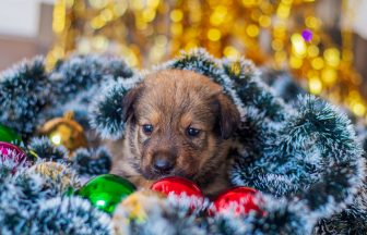 Gifting Christmas puppies ‘could fund organised criminal networks’